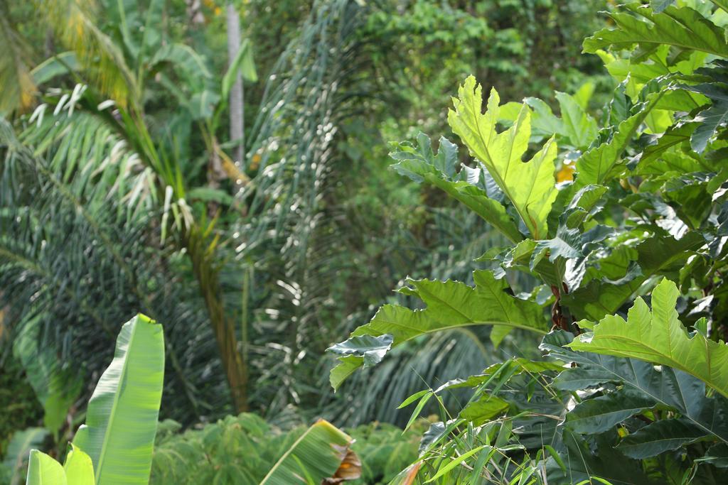 Aria Villas Ubud מראה חיצוני תמונה